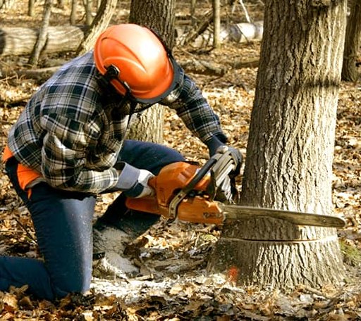 Tree Removal in Big Spring, TX